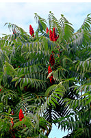 Staghorn Sumac Tree
