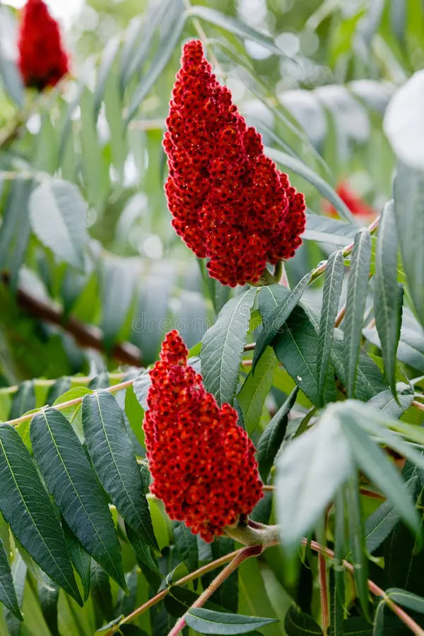 staghorn sumac
