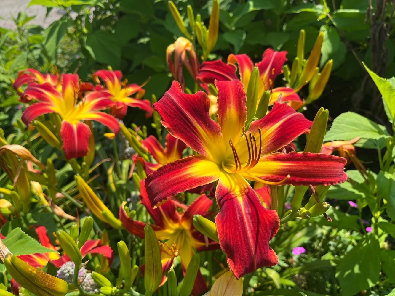 Red and yellow perennial flowers with green leaves in a garden setting