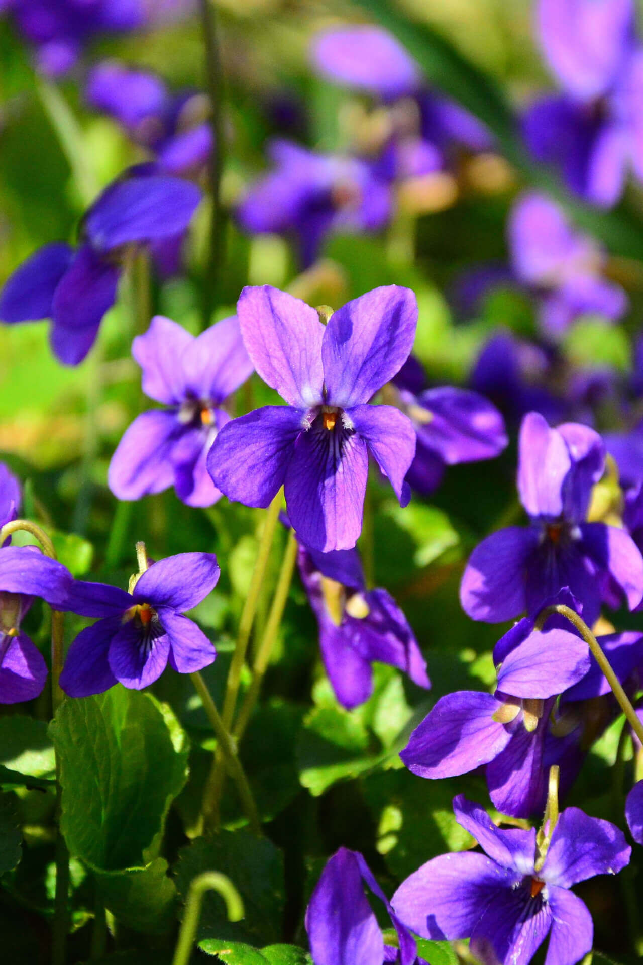 A close-up of vibrant purple Sweet Violet flowers with a blurred background.