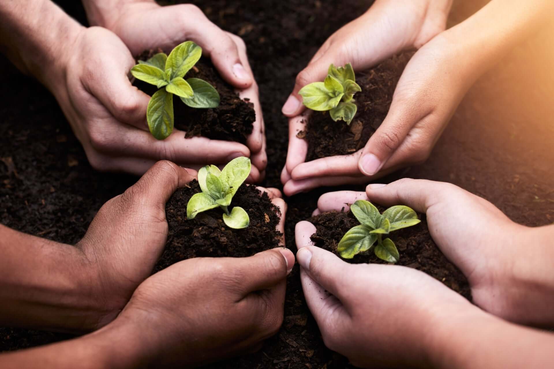 Group holding seedlings ready for planting