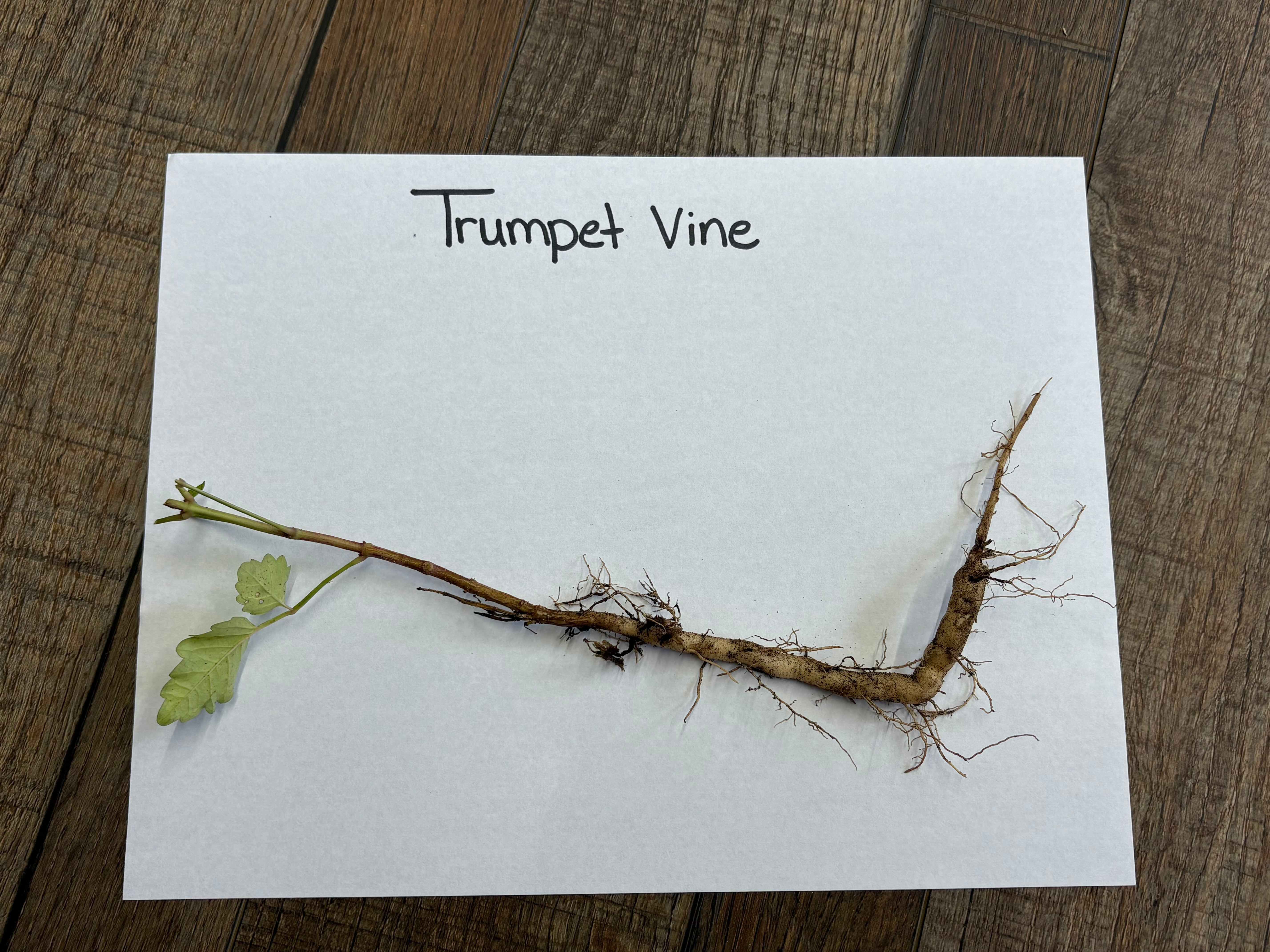 Trumpet vine on a white paper with 'Trumpet Vine' text on a wooden surface