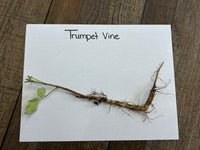 Trumpet vine on a white paper with 'Trumpet Vine' text on a wooden surface