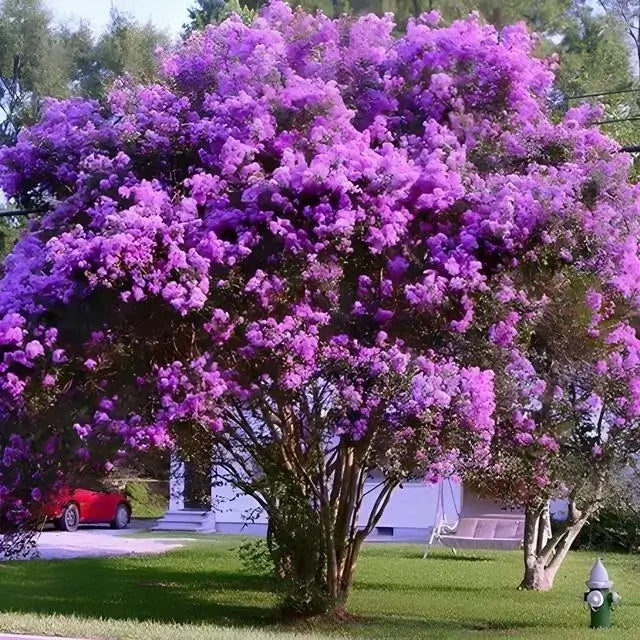 Lush Blooming Twilight Crepe Myrtle Tree