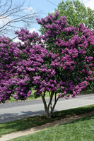Flowering Twilight Crepe Myrtle Tree In Bloom