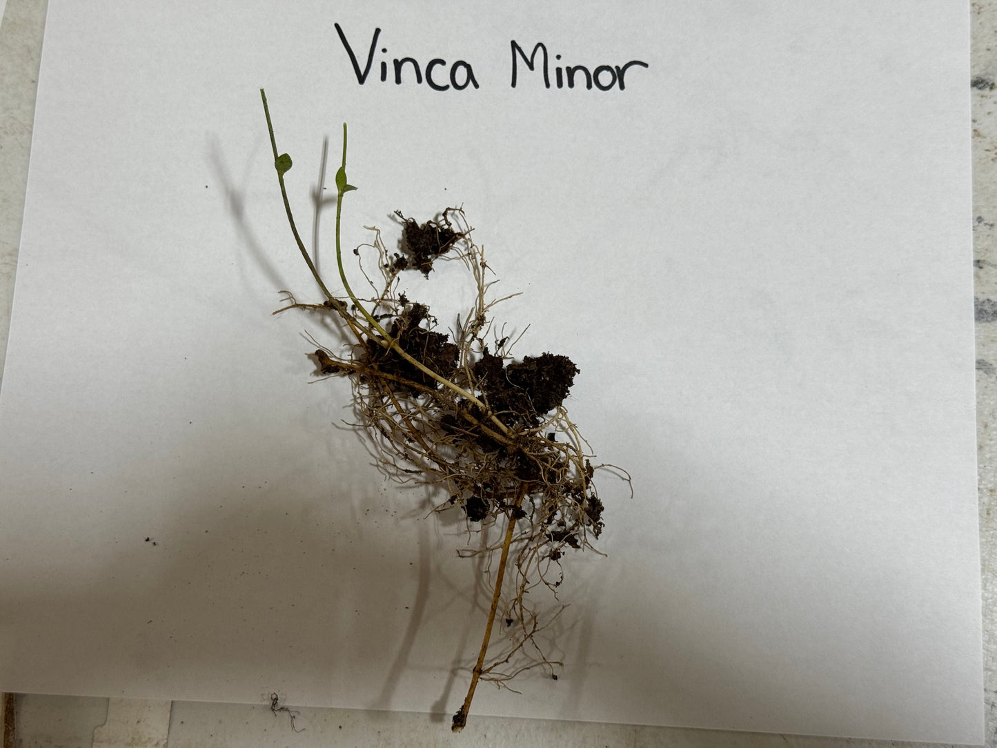 Small plant with roots on a white paper labeled 'Vinca Minor'.
