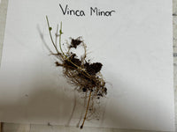 Small plant with roots on a white paper labeled 'Vinca Minor'.