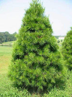 A Virginia Pine Tree with green needles, growing outdoors in a field.