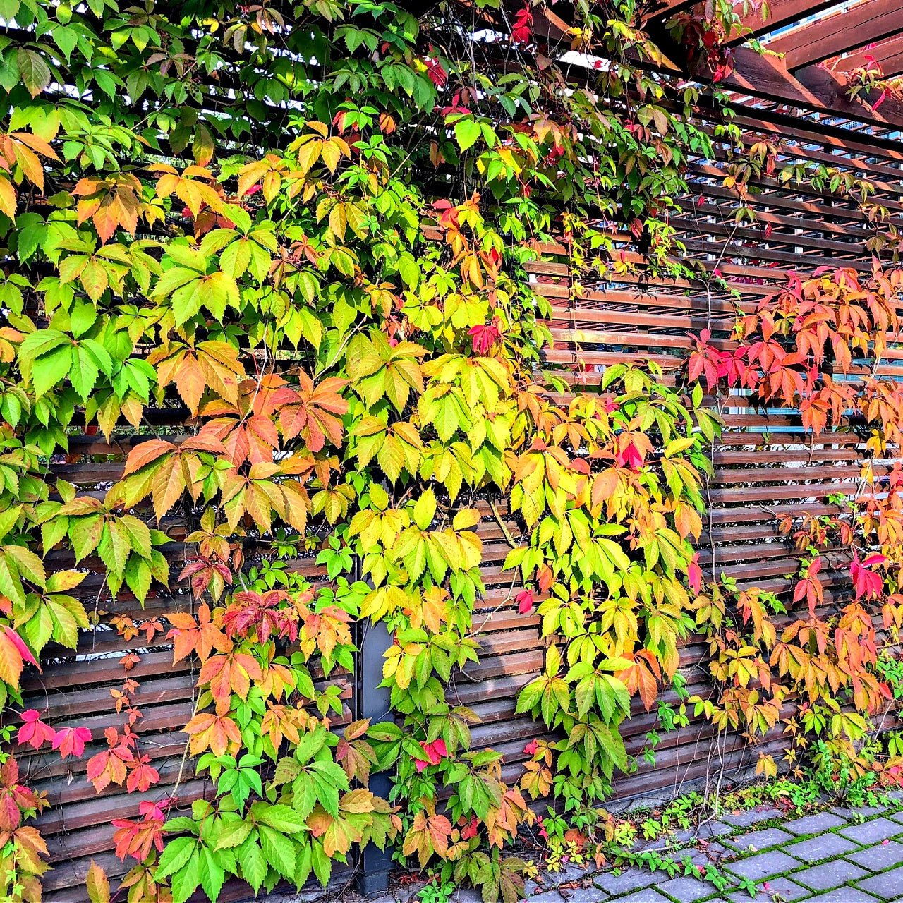 Virginia Creeper - TN Nursery
