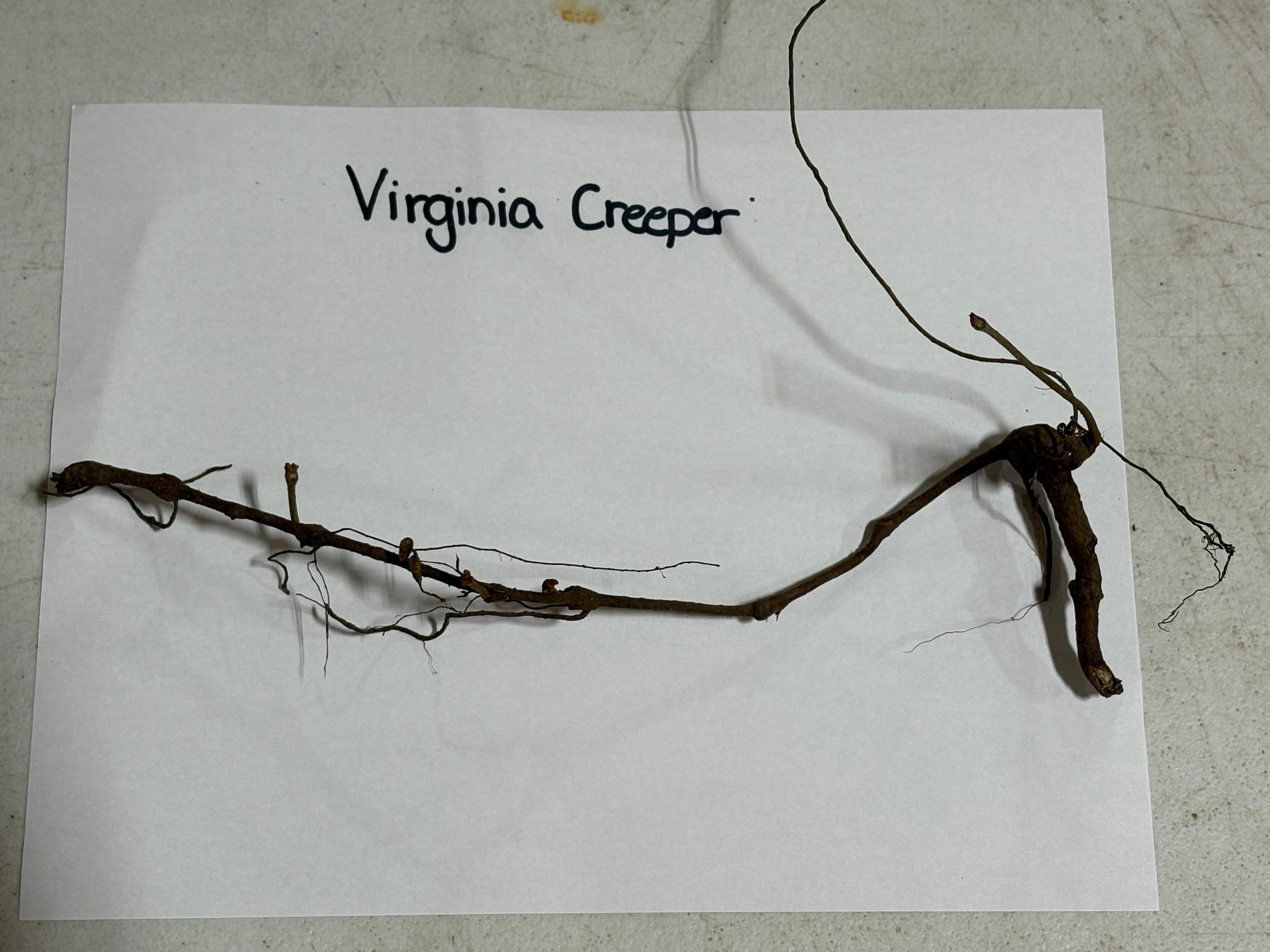 Virginia Creeper plant stem on a white paper with 'Virginia Creeper' text.