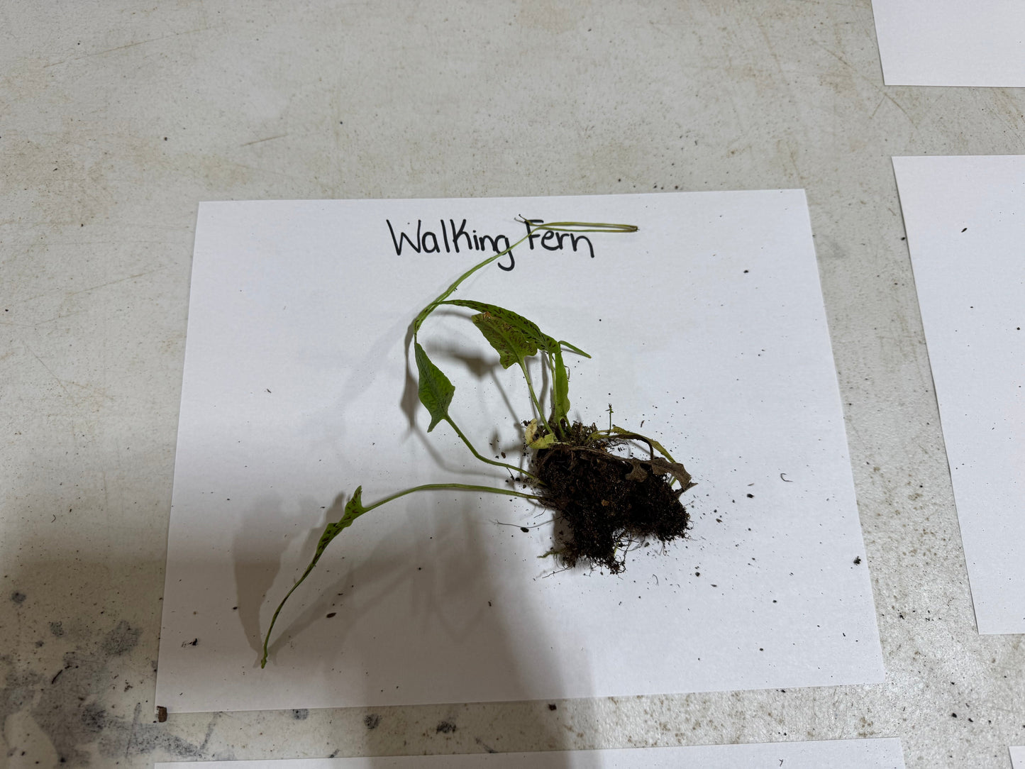 Small plant labeled 'Walking Fern' on a white sheet of paper with a concrete floor background.