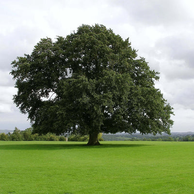 Water Oak Tree in landscaping.