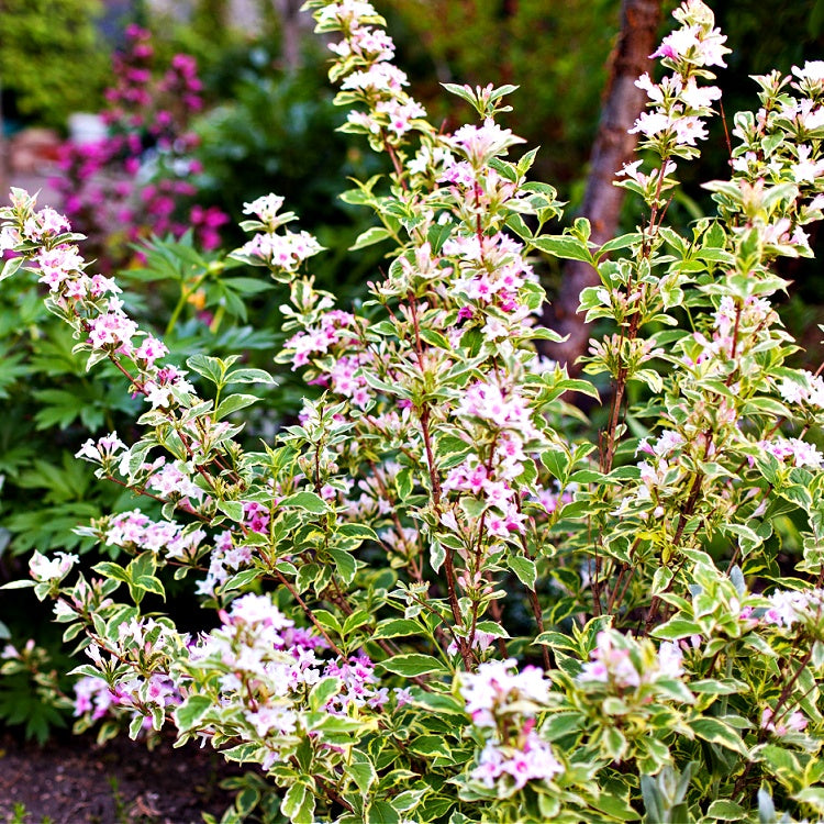 Weigela plants in the garden