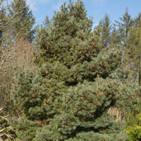 White Pine Tree With Natural Background