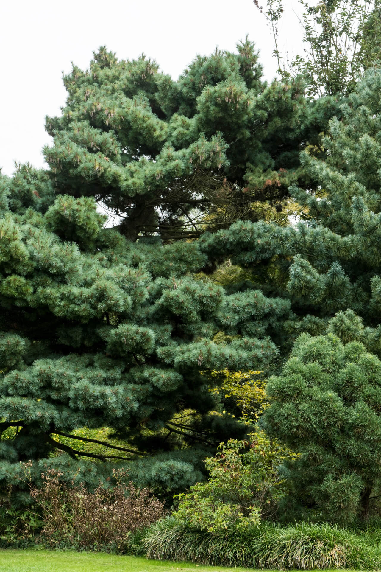 White Pine Tree With Natural Background