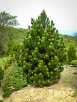 White Pine Tree In Landscaping