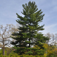 Tall White-Pine-Tree with a natural background
