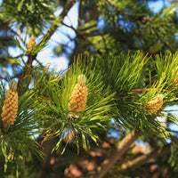Pine Cones hanging from a tree
