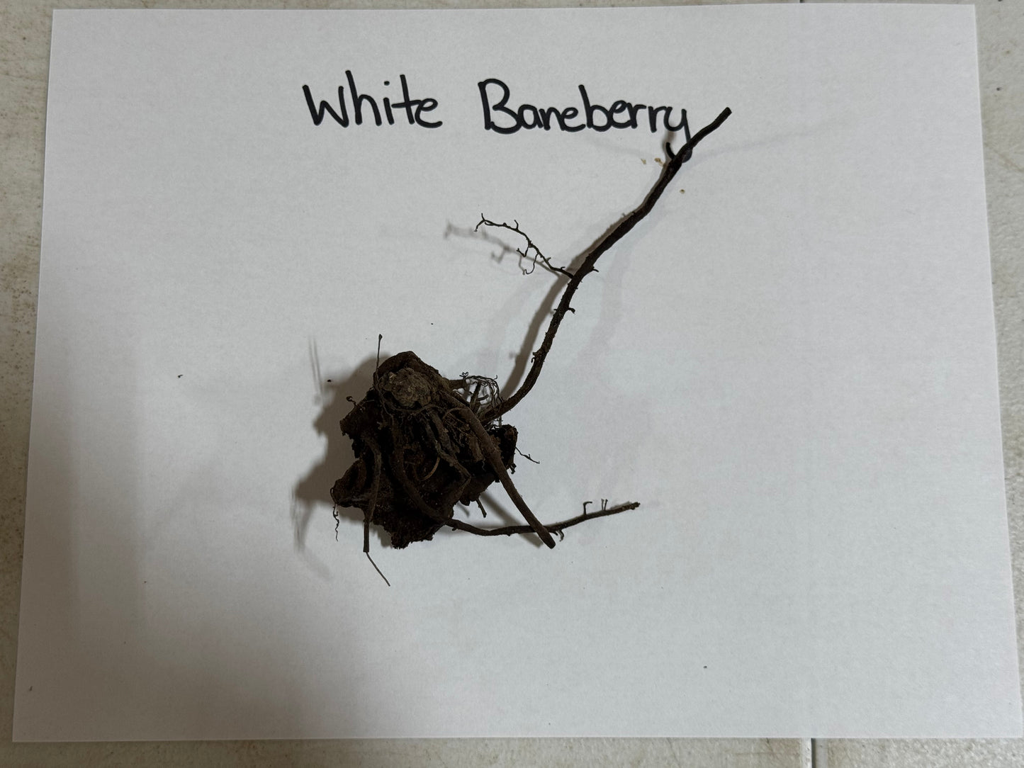 White Baneberry plant on a white background with handwritten text