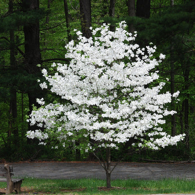 White dogwood tree blooming in spring