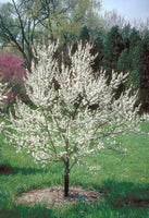 Tree with white blossoms in a garden setting with grass and other trees.