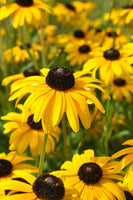 Yellow Coneflower Perennial Flower