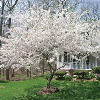 Yoshino Cherry Tree In a yard with shrubs in the background