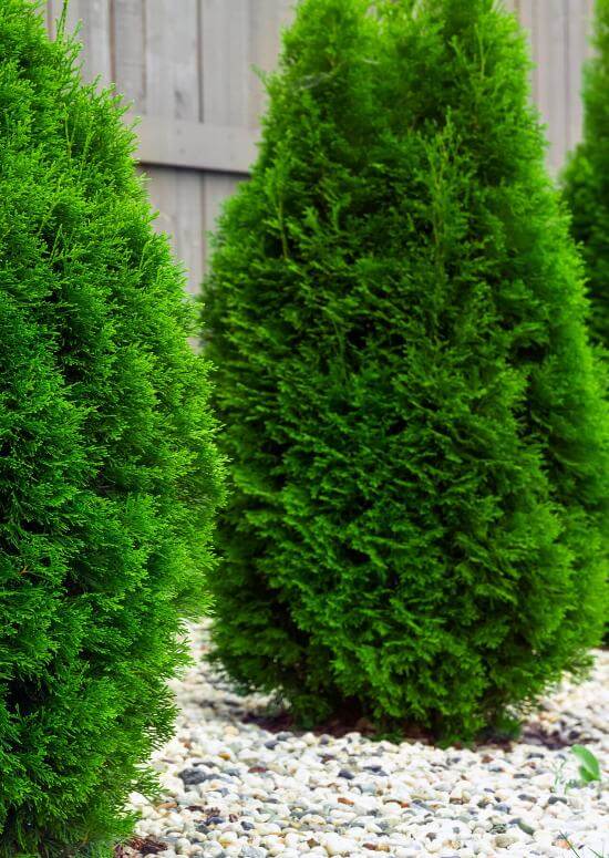 American Arborvitae For Sale Buy 1 Get 1 Free TN Nursery