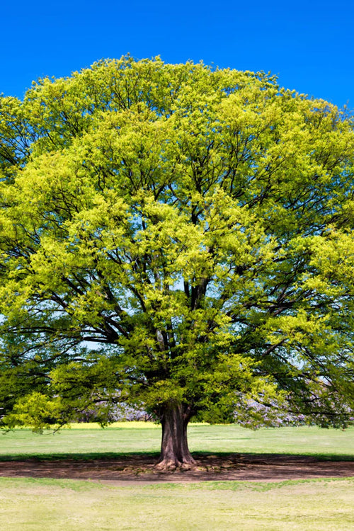 American Beech Tree