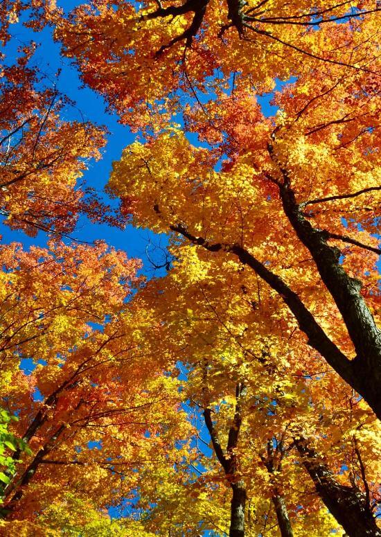 American Beech Tree - TN Nursery