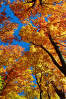 American Beech Tree with stunning orange foliage