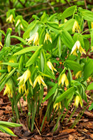 Bellflower Flowering Perennial