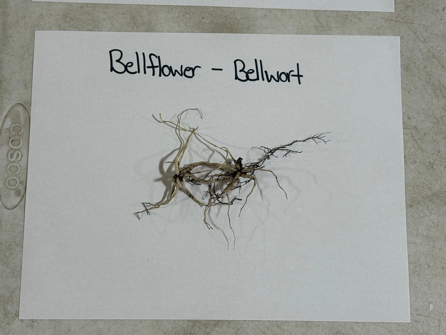 Roots of a bellflower or bellwort on a white card with text