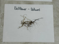 Roots of a bellflower or bellwort on a white card with text