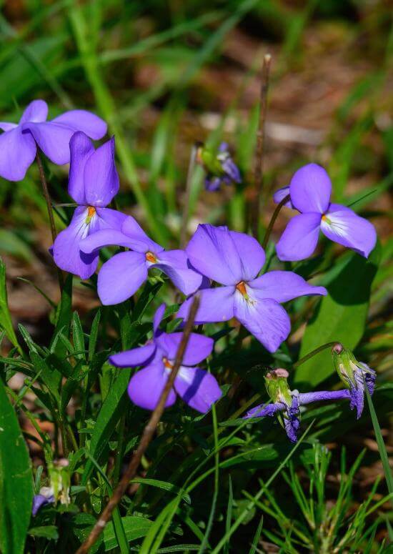 Bird Foot Violets For Sale - TN Nursery