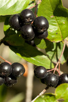 Black Chokeberry Fruiting Shrub