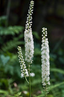 Black Cohosh Flowering Perennial