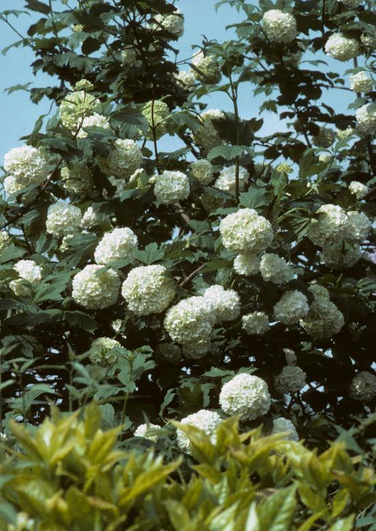 Black Haw Viburnum For Sale BOGO Free TN Nursery