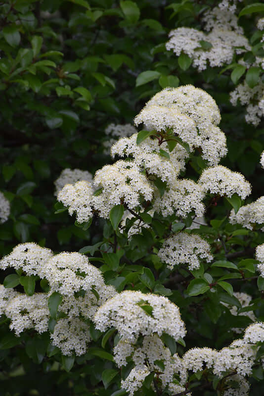 Black Haw Viburnum Flowering Shrub