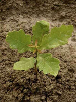 Black Oak Seedling Just Planted