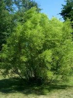 Black Willow tree full of green foliage