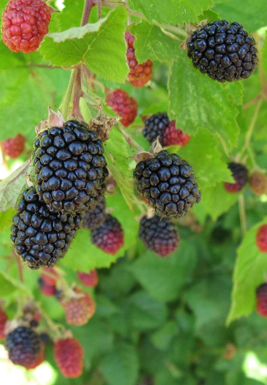 Blackberry Plant with fruit on it