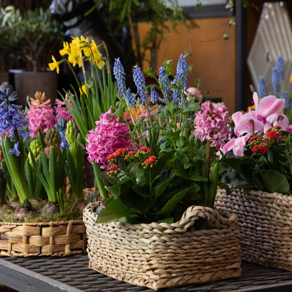 Blooming Plant Box - 25 Mixed - Perennials & Climber Groundcover Vines - Chosen Perfect For Your Zone - TN Nursery