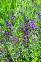 Blue Vervain blooming with purple blooms