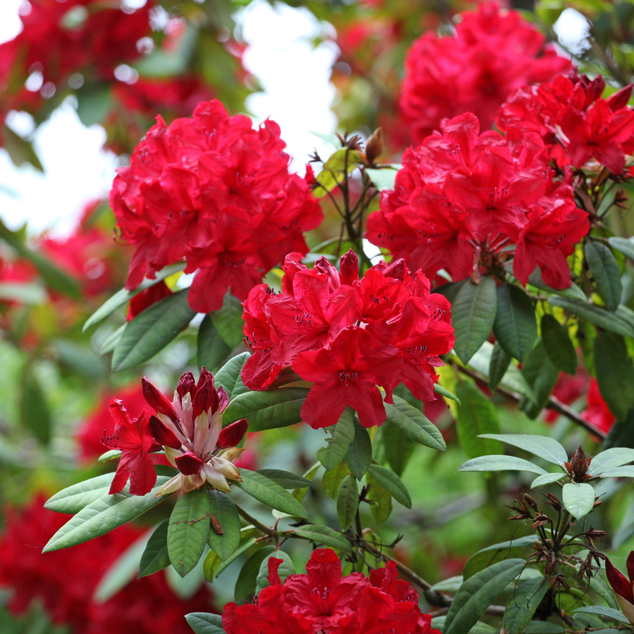 An image displaying a group of vibrant red rhododendron plants with green leaves.