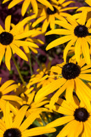 A close-up of several Brown Eyed Susan flowers with deep brown centers and bright golden petals, in full bloom.