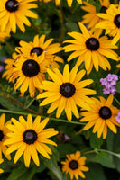 Brown Eyed Susan in full bloom with yellow flowers