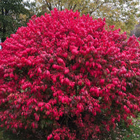 Burning Bush with bright red foliage