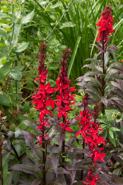 Cardinal Flower - TN Nursery