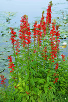 Cardinal Flower in full bloom full of red flowers.